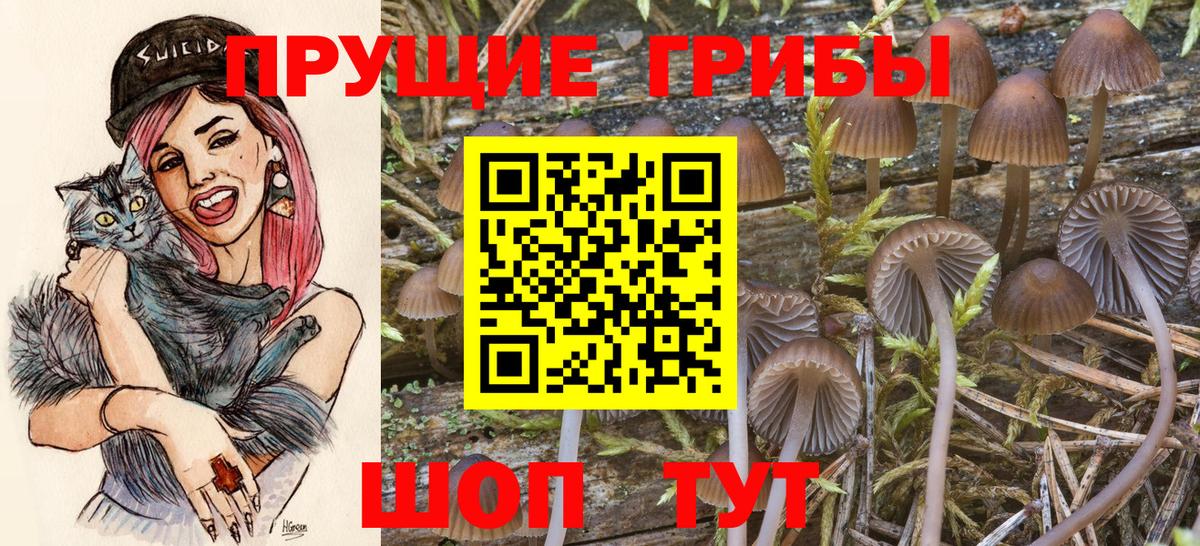 Галлюциногенные грибы Psilocybe Армавир